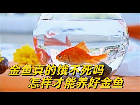 金魚擋煞|【金魚擋煞】掌握養金魚風水，驅煞招財！紅黑金魚怎麼養？ – 每。